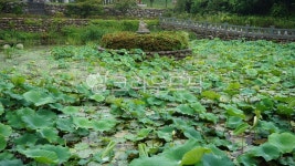 pond, 연못, nature, 자연, leaf, 사진,이미지,일러스트,캘리그라피 - 태백연탄재작가 크라우드픽 - 저작권 걱정 없는 상업용 이미지