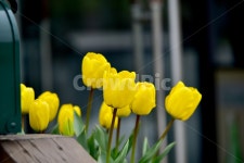 튜울립, 튤립, 꽃, 식물, 튤립꽃, 사진,이미지,일러스트,캘리그라피 - 해피스챤작가 크라우드픽 - 저작권 걱정 없는 상업용 이미지