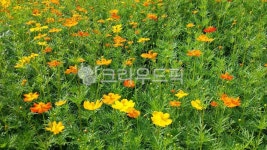 cosmossulphureus, yellowcosmos, flower, leaf, petal, 사진,이미지,일러스트,캘리그라피 - 오작교작가 크라우드픽 - 저작권 걱정 없는... 