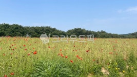 field, grassland, 자연, 꽃밭, flowers, 사진,이미지,일러스트,캘리그라피 - poohpooh890작가 크라우드픽 - 저작권 걱정 없는 상업용... 