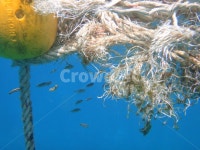 바다, 바다속, 바닷속, 물고기, 작은물고기, 사진,이미지,일러스트,캘리그라피 - 정글의왕호식이작가 크라우드픽 - 저작권 걱정 없는 상업용 이미지