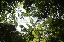 초목, plant, 식물, tree, 나무, 사진,이미지,일러스트,캘리그라피 - Ntjddnjs2658작가 크라우드픽 - 저작권 걱정 없는 상업용 이미지