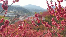 홍도마을, 금산, 금산홍도마을, 홍도화, 홍도화가로수, 사진,이미지,일러스트,캘리그라피 - brde81작가 크라우드픽 - 저작권 걱정 없는 상업용... 