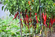 농업, 산업, 고추농사, 매운맛, 캡사이신, 사진,이미지,일러스트,캘리그라피 - space작가 크라우드픽 - 저작권 걱정 없는 상업용 이미지