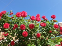 장미, 장미꽃, 꽃, 하늘, 여왕, 사진,이미지,일러스트,캘리그라피 - 메주천작가 크라우드픽 - 저작권 걱정 없는 상업용 이미지