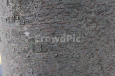 나무, 벚나무, 수피, 식물, 벚나무수피, 사진,이미지,일러스트,캘리그라피 - 하이마미작가 크라우드픽 - 저작권 걱정 없는 상업용 이미지