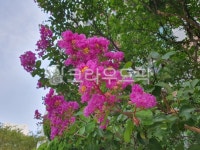 배롱나무꽃, 배롱나무, 꽃, 꽃잎, flower, 사진,이미지,일러스트,캘리그라피 - 샤랄랄라작가 크라우드픽 - 저작권 걱정 없는 상업용 이미지