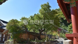 장성백양사고불매, 천연기념물제486호, 전남, 장성, 홍매, 사진,이미지,일러스트,캘리그라피 - 행복신작가 크라우드픽 - 저작권 걱정 없는 상업용... 
