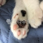 고양이, cat, 발바닥, 젤리, jelly, 사진,이미지,일러스트,캘리그라피 - Nkjy5207작가 크라우드픽 - 저작권 걱정 없는 상업용 이미지