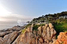 바다, 바닷가, 송림숲, 솔나무, 바위, 사진,이미지,일러스트,캘리그라피 - 깨비선생작가 크라우드픽 - 저작권 걱정 없는 상업용 이미지