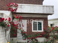 장미담장, 장미넝쿨, 담장, 주택, rose, 사진,이미지,일러스트,캘리그라피 - 희힛작가 크라우드픽 - 저작권 걱정 없는 상업용 이미지