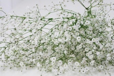 안개꽃, 하얀꽃, flower, 식물, 안개꽃다발, 사진,이미지,일러스트,캘리그라피 - violetstarpr작가 크라우드픽 - 저작권 걱정 없는 상업용... 