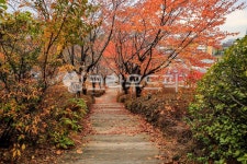 고대, 고려대, 고려대학교, 서울, 안암동, 사진,이미지,일러스트,캘리그라피 - imlover작가 크라우드픽 - 저작권 걱정 없는 상업용 이미지