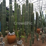 선인장, cactus, 식물, 화원, plants, 사진,이미지,일러스트,캘리그라피 - Ncindy707703작가 크라우드픽 - 저작권 걱정 없는 상업용 이미지