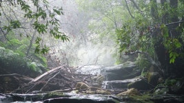 숲, 자연, 풍경, 개곡, 나무, 사진,이미지,일러스트,캘리그라피 - 매리쫑작가 크라우드픽 - 저작권 걱정 없는 상업용 이미지