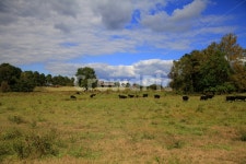 들판, 목장, 벌판, 소떼목장, 소떼, 사진,이미지,일러스트,캘리그라피 - 신감독작가 크라우드픽 - 저작권 걱정 없는 상업용 이미지