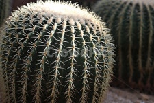 선인장, 다육식물, 식물원, 사막, 식물, 사진,이미지,일러스트,캘리그라피 - 함께사는세상작가 크라우드픽 - 저작권 걱정 없는 상업용 이미지