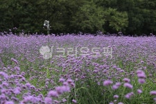 버들마편초, 가을꽃, 농장, 색감, 감성, 사진,이미지,일러스트,캘리그라피 - 양철북작가 크라우드픽 - 저작권 걱정 없는 상업용 이미지