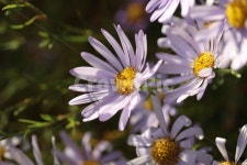 코스모스, 가을, 꽃, 자연, 보라색, 사진,이미지,일러스트,캘리그라피 - H2080작가 크라우드픽 - 저작권 걱정 없는 상업용 이미지