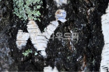 자작나무, 하트, 나무, 사랑, birch, 사진,이미지,일러스트,캘리그라피 - fancyimage작가 크라우드픽 - 저작권 걱정 없는 상업용 이미지