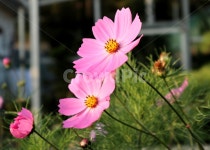 코스모스, 꽃, 식물, 분홍꽃, flower, 사진,이미지,일러스트,캘리그라피 - SeeOn작가 크라우드픽 - 저작권 걱정 없는 상업용 이미지