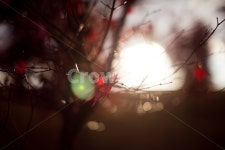 가을, 가을색, 빛, 빛번짐, 단풍, 사진,이미지,일러스트,캘리그라피 - 땡조작가 크라우드픽 - 저작권 걱정 없는 상업용 이미지