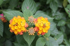 란타나, lantana, 꽃, 식물, plant, 사진,이미지,일러스트,캘리그라피 - H작가 크라우드픽 - 저작권 걱정 없는 상업용 이미지