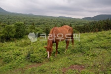 제주도, 제주, 목초지, 농장, 말, 사진,이미지,일러스트,캘리그라피 - hazellun작가 크라우드픽 - 저작권 걱정 없는 상업용 이미지