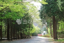 편백림, 편백나무, 산책, 초록숲, 편백자연휴양림, 사진,이미지,일러스트,캘리그라피 - milleyoung작가 크라우드픽 - 저작권 걱정 없는 상업용... 