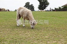 팜랜드, 양, 목장, 동물, 축산업, 사진,이미지,일러스트,캘리그라피 - 함께사는세상작가 크라우드픽 - 저작권 걱정 없는 상업용 이미지
