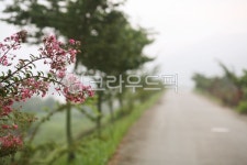 시골길, 가로수, 뚝방, 아침안개, 평온, 사진,이미지,일러스트,캘리그라피 - 차돌품은강작가 크라우드픽 - 저작권 걱정 없는 상업용 이미지