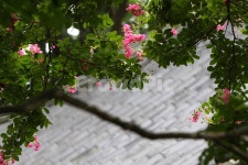 명옥헌, 배롱나무, 백일홍, 담양명옥헌, 풍경, 사진,이미지,일러스트,캘리그라피 - Purun작가 크라우드픽 - 저작권 걱정 없는 상업용 이미지