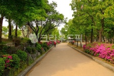 여의도공원, 공원, 숲, 도로, 길, 사진,이미지,일러스트,캘리그라피 - imlover작가 크라우드픽 - 저작권 걱정 없는 상업용 이미지