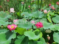 대전유림공원, 연꽃, 자연, lotus, pond, 사진,이미지,일러스트,캘리그라피 - 코알라420작가 크라우드픽 - 저작권 걱정 없는 상업용 이미지