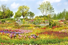 풍경, 꽃밭, 꽃언덕, 자연, 순천만국제정원, 사진,이미지,일러스트,캘리그라피 - 깜찍이 사진일기작가 크라우드픽 - 저작권 걱정 없는 상업용 이미지