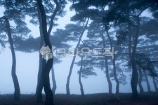 소나무숲, 소나무, 올미솔밭, 춘천, 겨울, 사진,이미지,일러스트,캘리그라피 - 마퉁이작가 크라우드픽 - 저작권 걱정 없는 상업용 이미지