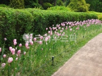 garden, 정원, nature, 자연, outdoors, 사진,이미지,일러스트,캘리그라피 - 영수길작가 크라우드픽 - 저작권 걱정 없는 상업용 이미지