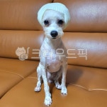 강아지, 개, 말티푸, 과일포장지, 모자, 사진,이미지,일러스트,캘리그라피 - 쟤클린작가 크라우드픽 - 저작권 걱정 없는 상업용 이미지