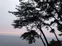 하늘, 구름, 소나무, 바다, 자연, 사진,이미지,일러스트,캘리그라피 - 데구릉작가 크라우드픽 - 저작권 걱정 없는 상업용 이미지