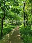 산, 숲속길, 힐링, 초록, 자연풍경, 사진,이미지,일러스트,캘리그라피 - windstar작가 크라우드픽 - 저작권 걱정 없는 상업용 이미지