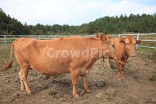 소, 한우, 육우, 목장, 가축, 사진,이미지,일러스트,캘리그라피 - 프리이미지작가 크라우드픽 - 저작권 걱정 없는 상업용 이미지