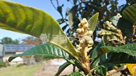 비파꽃, 비파나무, 꽃, 식물, plant, 사진,이미지,일러스트,캘리그라피 - phototo73작가 크라우드픽 - 저작권 걱정 없는 상업용 이미지