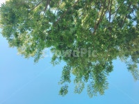 나무, 초록, 풀, 하늘, 연두, 사진,이미지,일러스트,캘리그라피 - 여름 바다작가 크라우드픽 - 저작권 걱정 없는 상업용 이미지