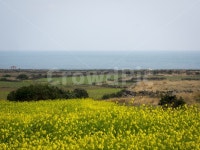 제주, 우도, 유채꽃, 유채꽃밭, 바다, 사진,이미지,일러스트,캘리그라피 - Nehdnr615작가 크라우드픽 - 저작권 걱정 없는 상업용 이미지