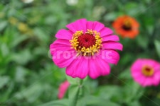 plant, 식물, 백일홍, zinnia, ninniaelegans, 사진,이미지,일러스트,캘리그라피 - 밤색모자작가 크라우드픽 - 저작권 걱정 없는 상업용... 