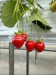 딸기, strawberry, fruit, 잘익은과일, 딸기농장, 사진,이미지,일러스트,캘리그라피 - 봄보라작가 크라우드픽 - 저작권 걱정 없는 상업용 이미지