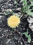 민들레, 서양민들레, 노랑, yellow, 한송이, 사진,이미지,일러스트,캘리그라피 - CHARYU작가 크라우드픽 - 저작권 걱정 없는 상업용 이미지