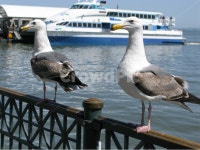 바다, 갈매기, 여행, 새, 항구, 사진,이미지,일러스트,캘리그라피 - Navybanana작가 크라우드픽 - 저작권 걱정 없는 상업용 이미지