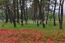 나주, 남평, 드들강, 드들강유원지, 유원지, 사진,이미지,일러스트,캘리그라피 - 영산공작가 크라우드픽 - 저작권 걱정 없는 상업용 이미지