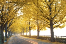 자연, 풍경, 경치, 나무, 은행나무, 사진,이미지,일러스트,캘리그라피 - 서은작가 크라우드픽 - 저작권 걱정 없는 상업용 이미지